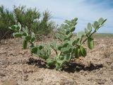 Zygophyllum iliense