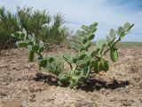 Zygophyllum iliense. Плодоносящее растение. Южный Казахстан, вост. предгорья хр. Сырдарьинский Каратау, Закаратауская равнина (возвышенность), котловина оз. Сорколь, прибрежный солончак. 16 мая 2018 г.