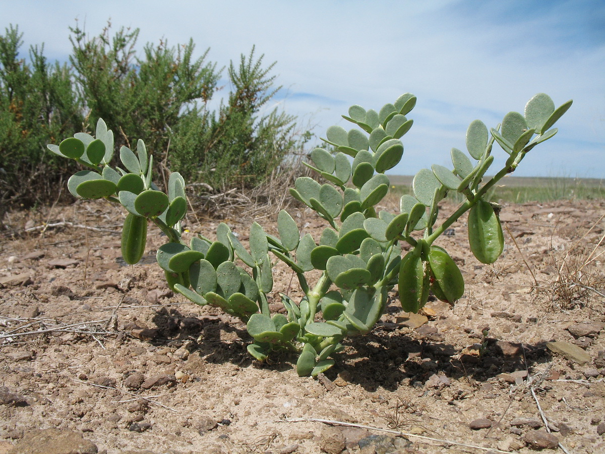 Image of Zygophyllum iliense specimen.