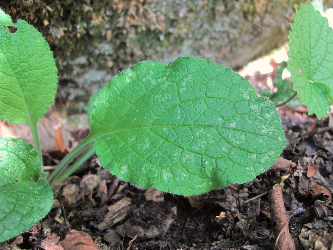 Изображение особи Symphytum tauricum.