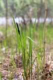 Carex acuta