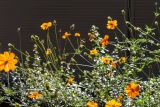 Cosmos sulphureus