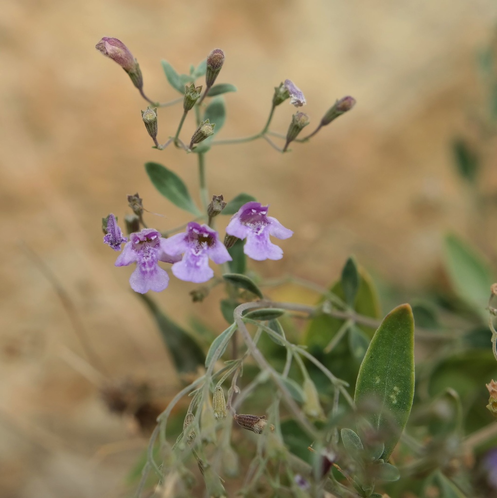 Изображение особи Micromeria serpyllifolia.