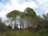 Populus tremula