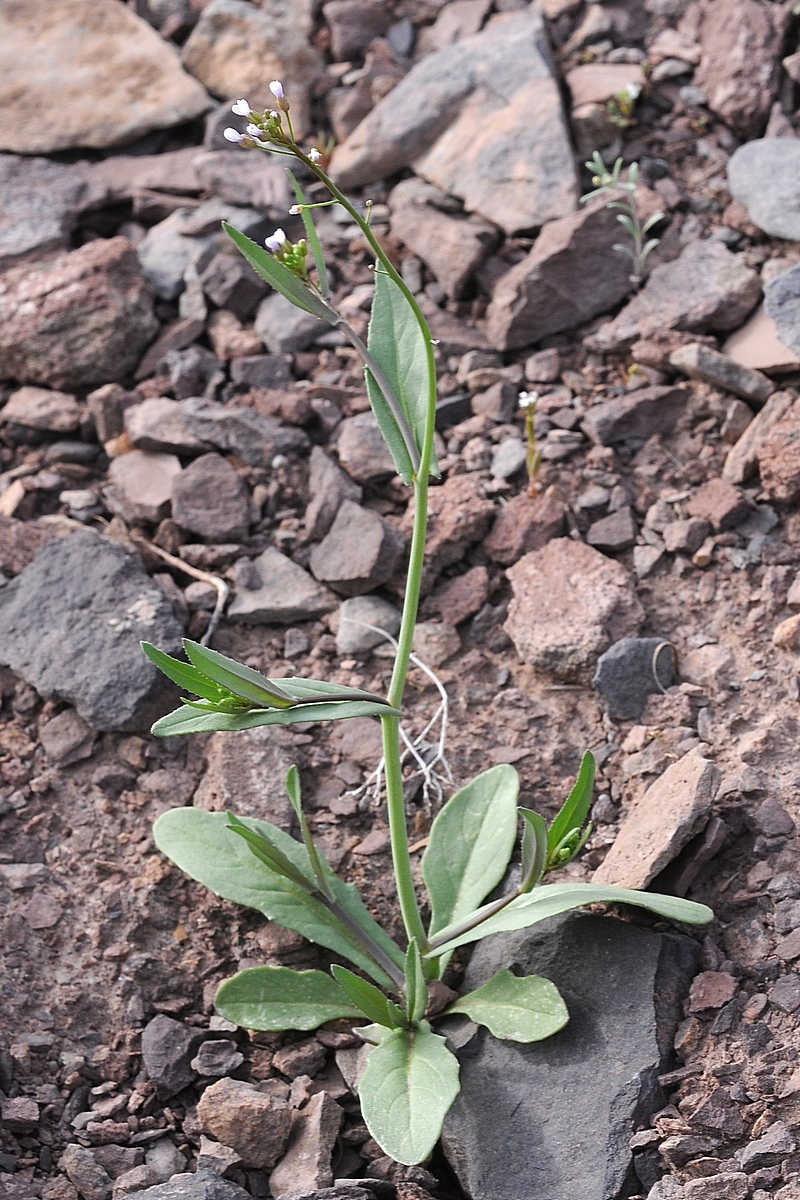 Image of Goldbachia torulosa specimen.