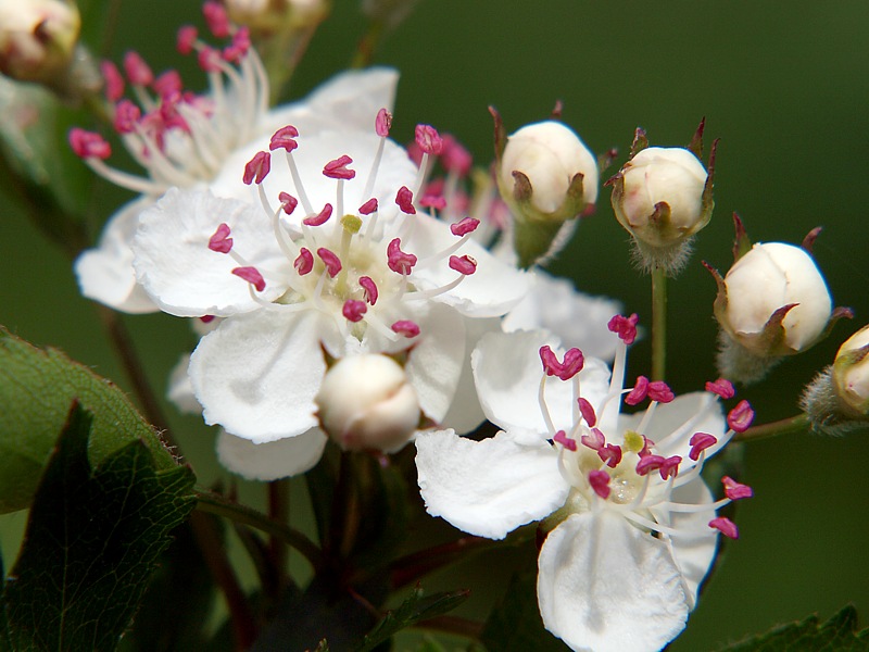 Image of genus Crataegus specimen.