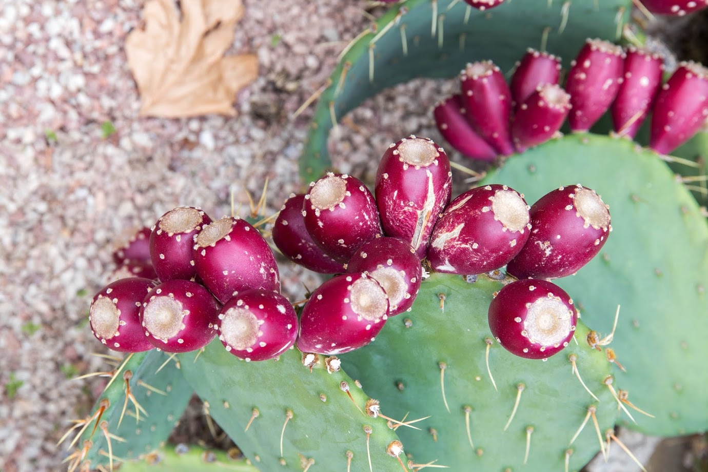 Изображение особи род Opuntia.