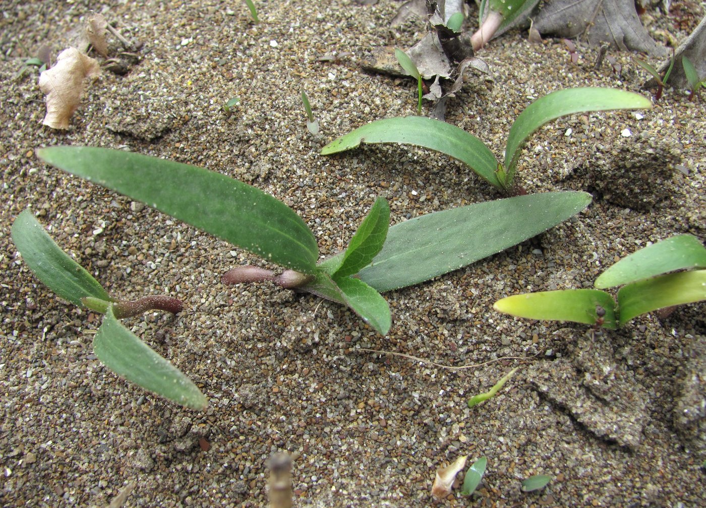 Image of Xanthium orientale specimen.