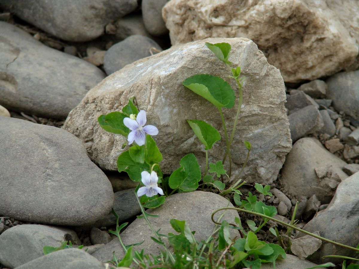 Изображение особи Viola rupestris.