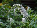 Lysimachia clethroides