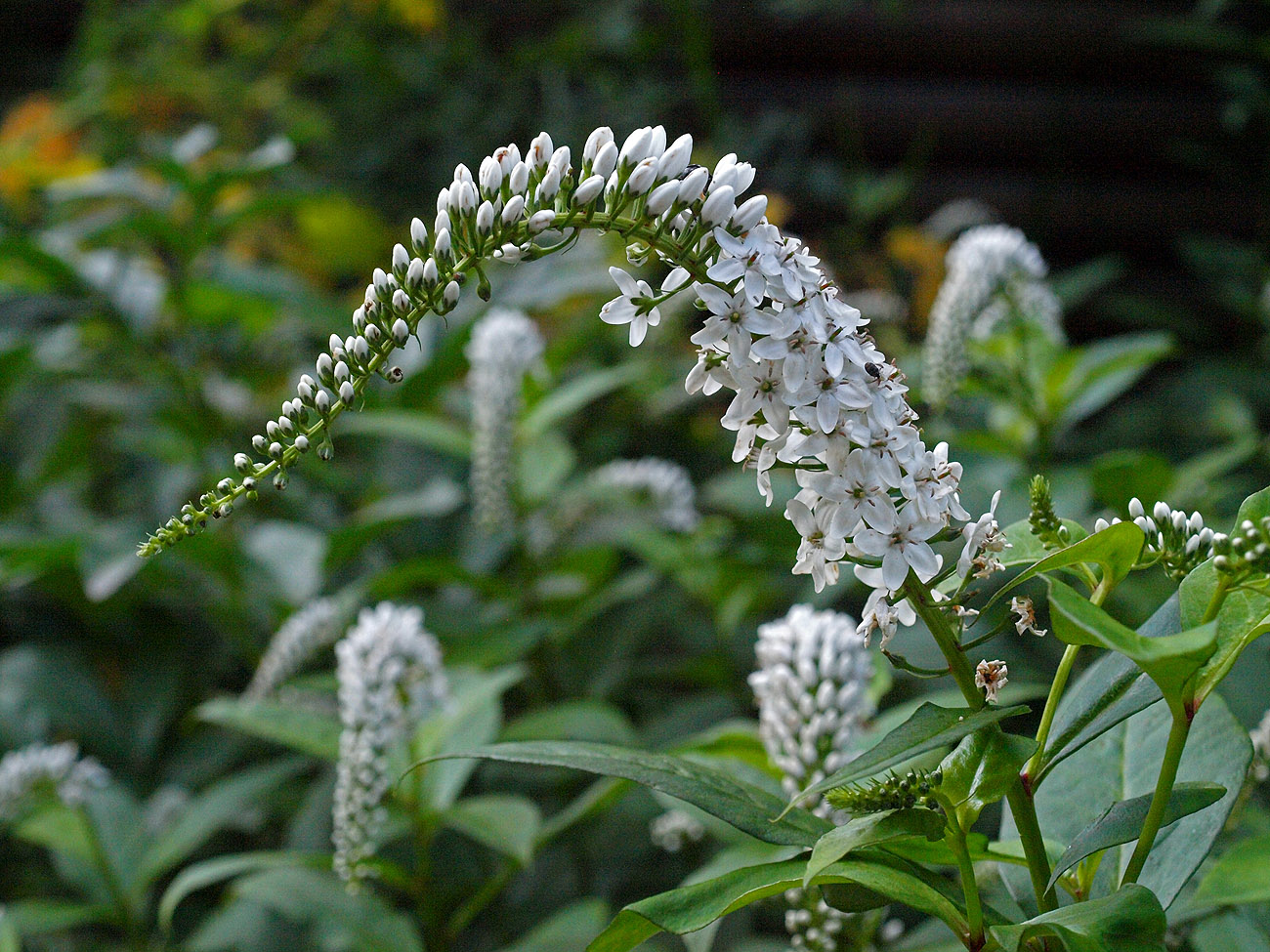 Изображение особи Lysimachia clethroides.