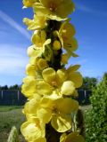 Verbascum densiflorum