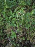 Antennaria carpatica