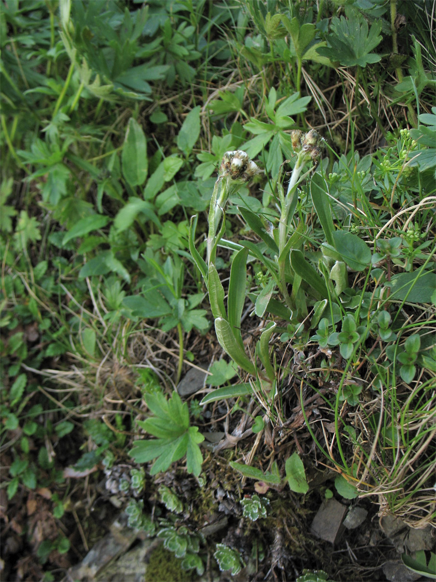 Изображение особи Antennaria carpatica.