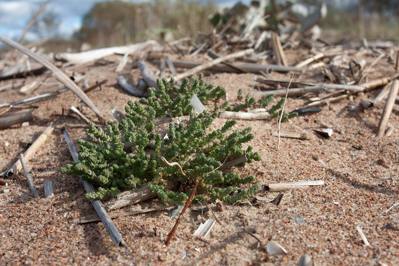 Image of Sedum acre specimen.