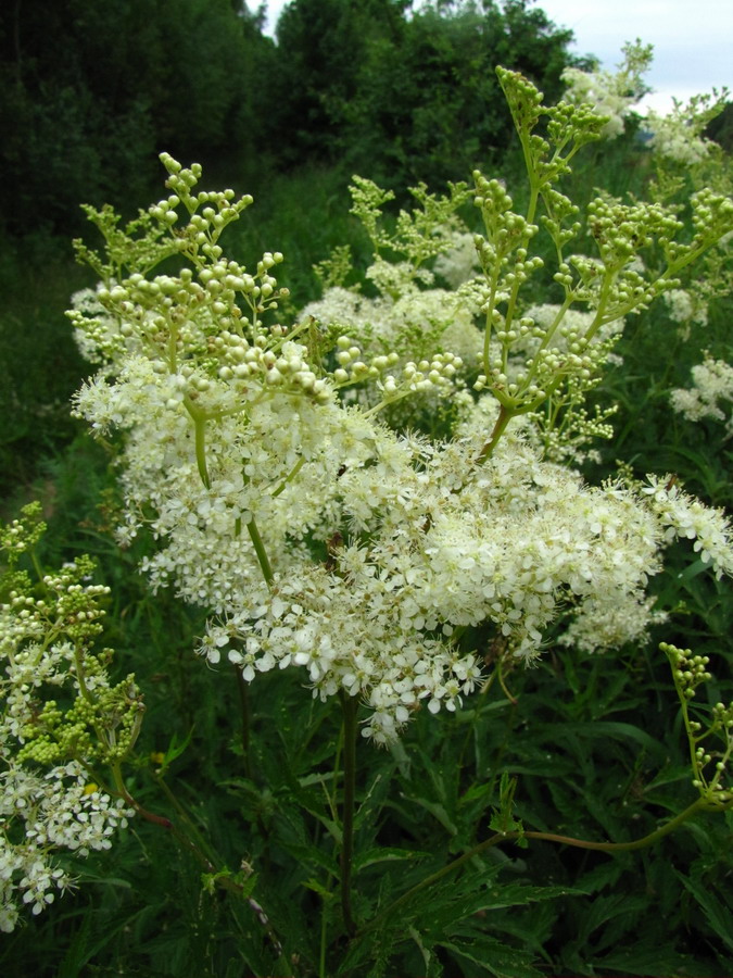 Image of Filipendula ulmaria specimen.