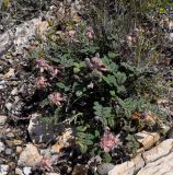 Onobrychis venosa