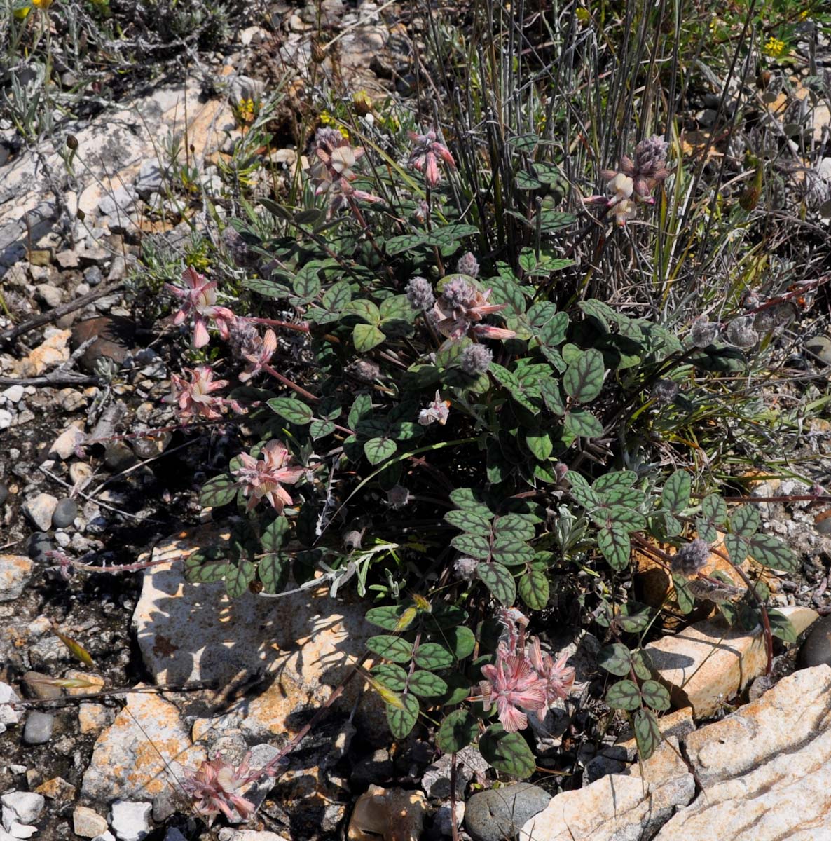 Изображение особи Onobrychis venosa.