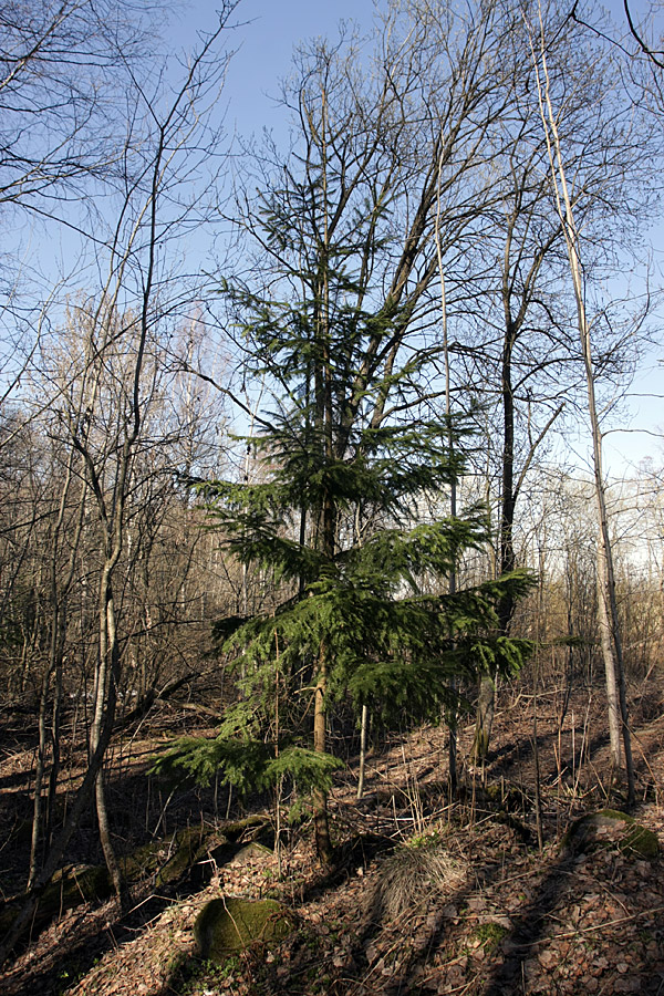 Image of Picea abies specimen.