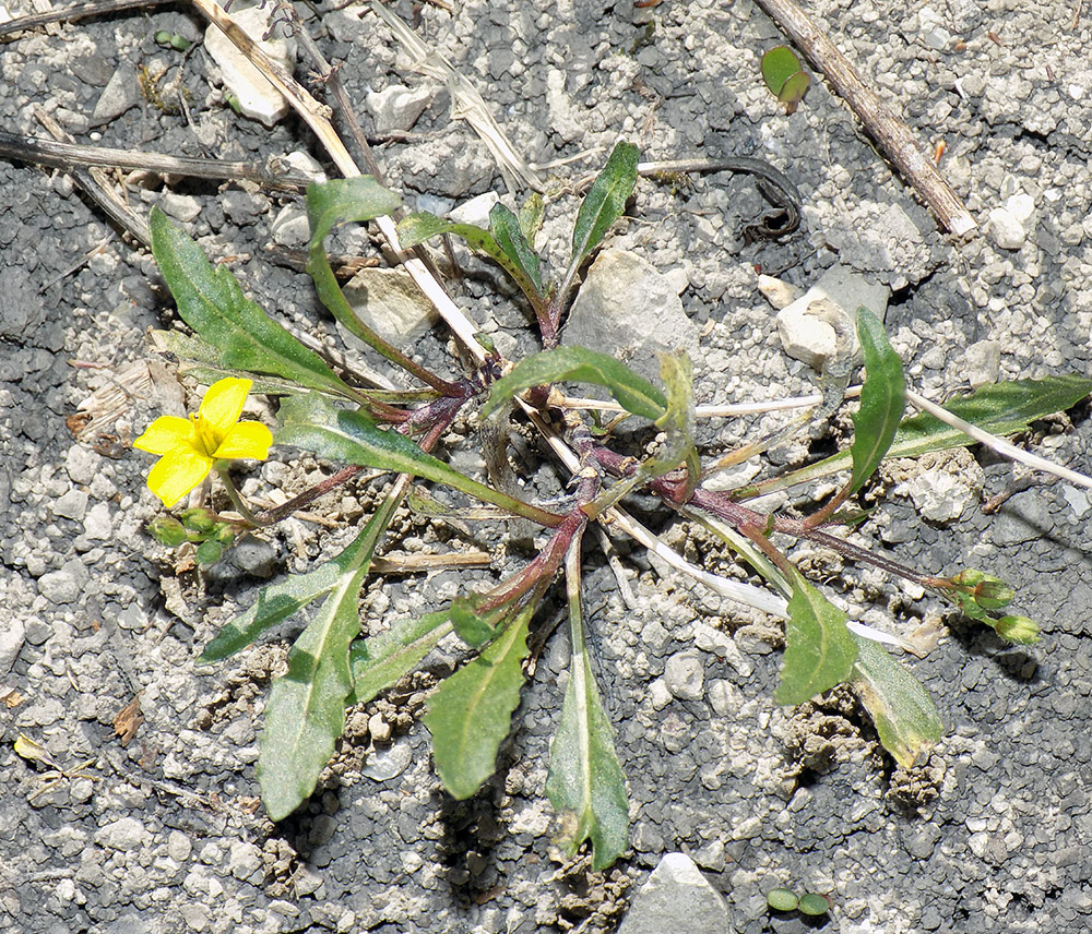 Изображение особи Diplotaxis muralis.