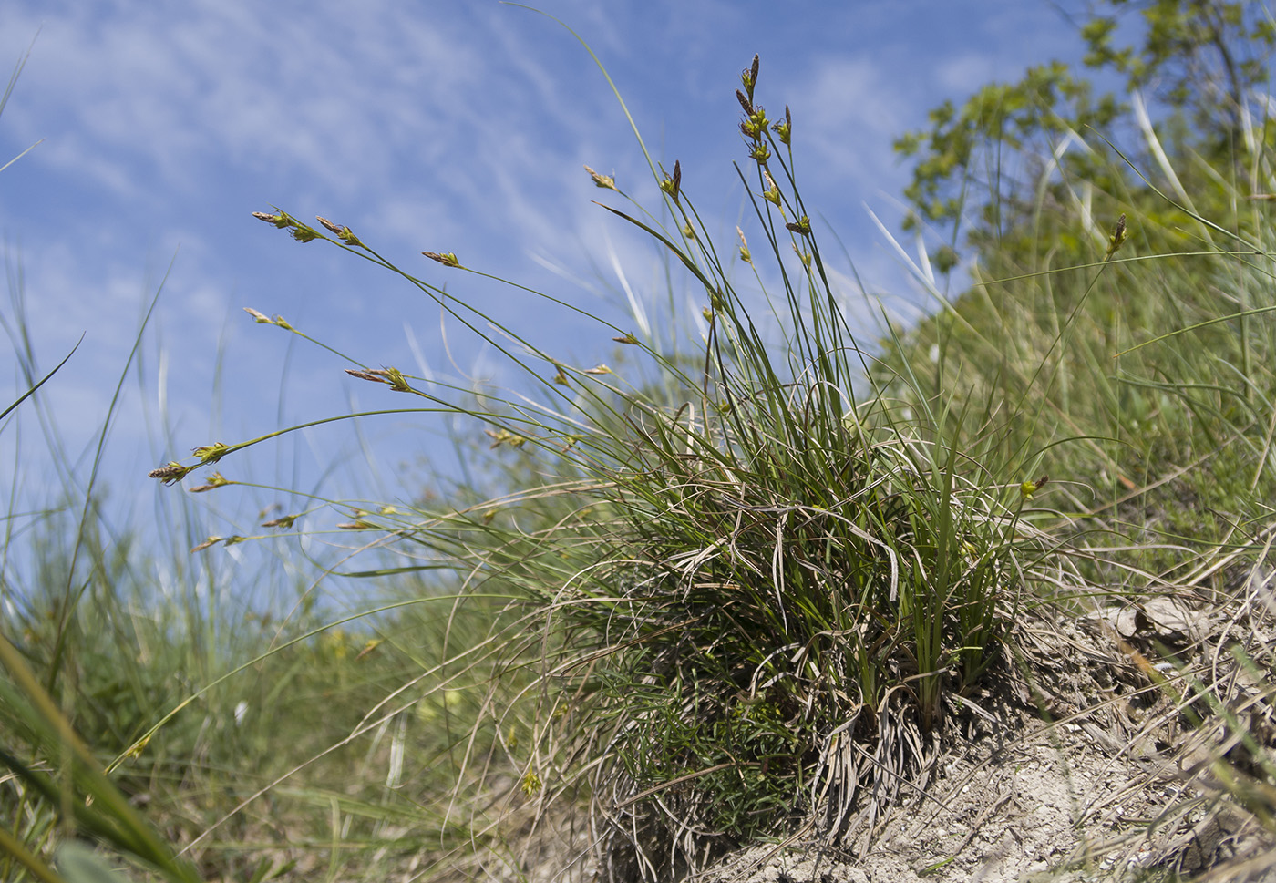 Изображение особи Carex halleriana.