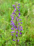 Campanula sibirica. Верхушка цветущего растения. Казахстан, Восточно-Казахстанская обл.; Западный Алтай, скл. Ульбинского хребта, окр. с. Ушановское, горный луг. 14.06.2019.