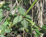 Galium valantioides. Часть веточки. Дагестан, Левашинский р-н, окр. с. Леваши, ок. 1400 м н.у.м., скальный выход. 09.06.2019.