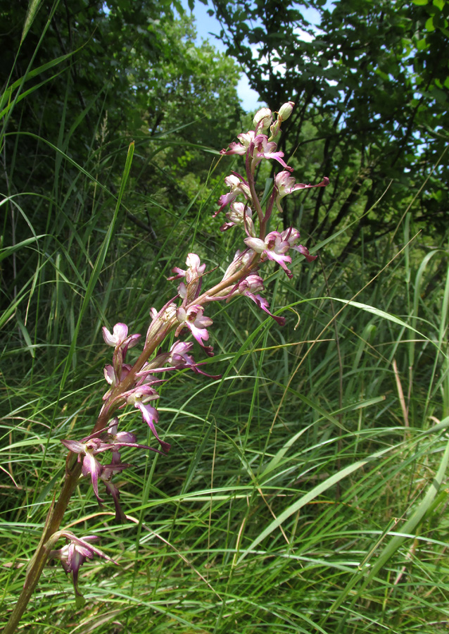 Изображение особи Himantoglossum formosum.