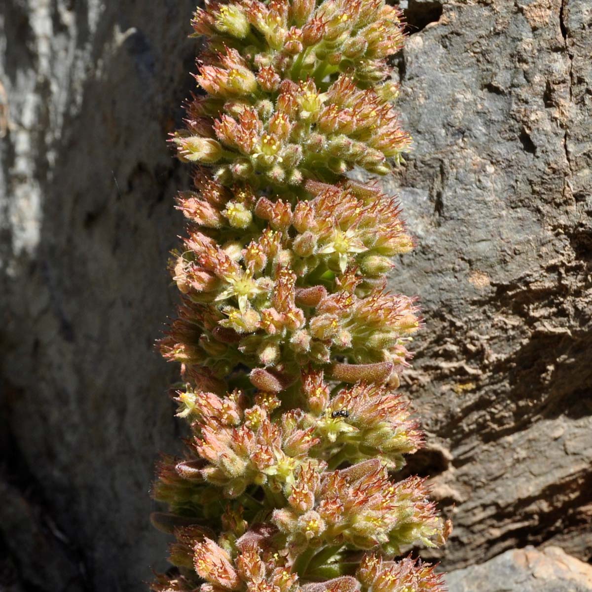 Image of Sedum microstachyum specimen.