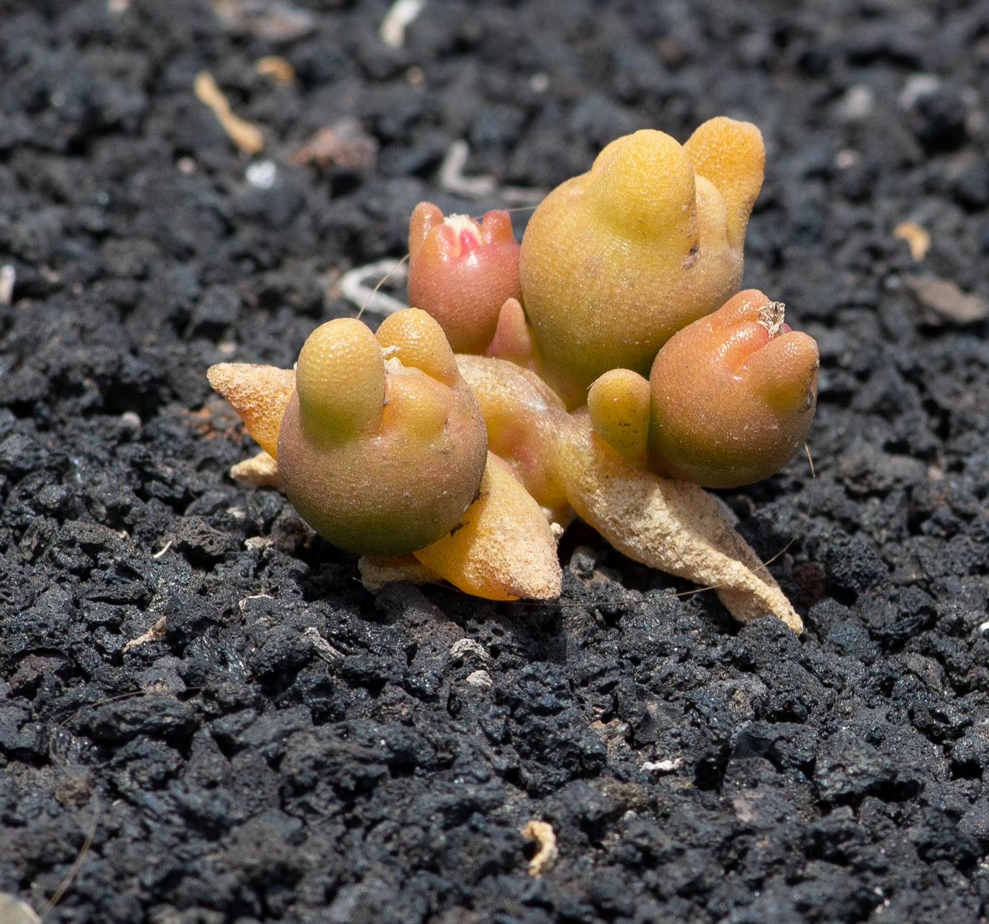 Image of Mesembryanthemum cryptanthum specimen.