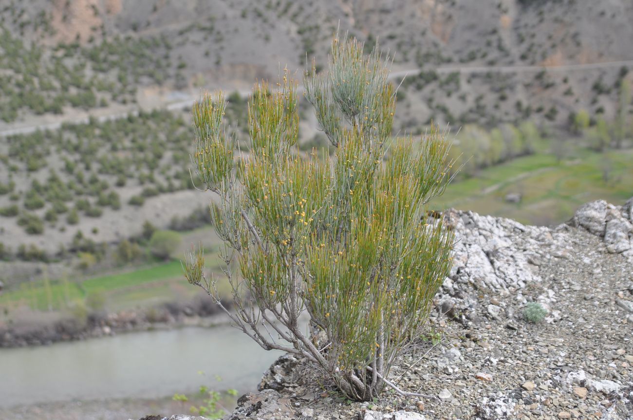 Image of Ephedra procera specimen.