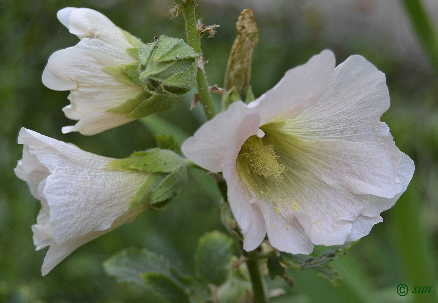 Image of Alcea setosa specimen.