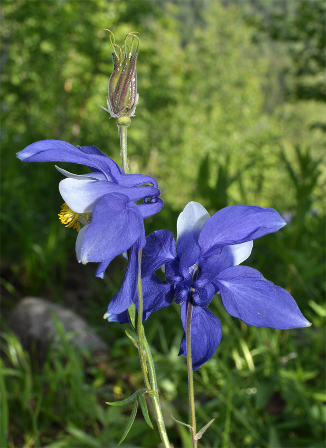 Изображение особи Aquilegia jucunda.