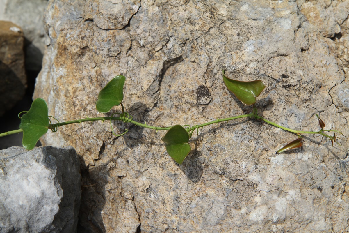 Image of Smilax aspera specimen.