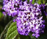 Heliotropium arborescens. Цветки. Москва, парк \"Коломенское\", \" Аптекарский огород\", в культуре. Август 2019 г.