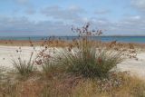 Juncus tyraicus