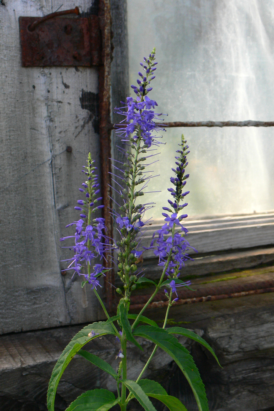 Image of Veronica longifolia specimen.