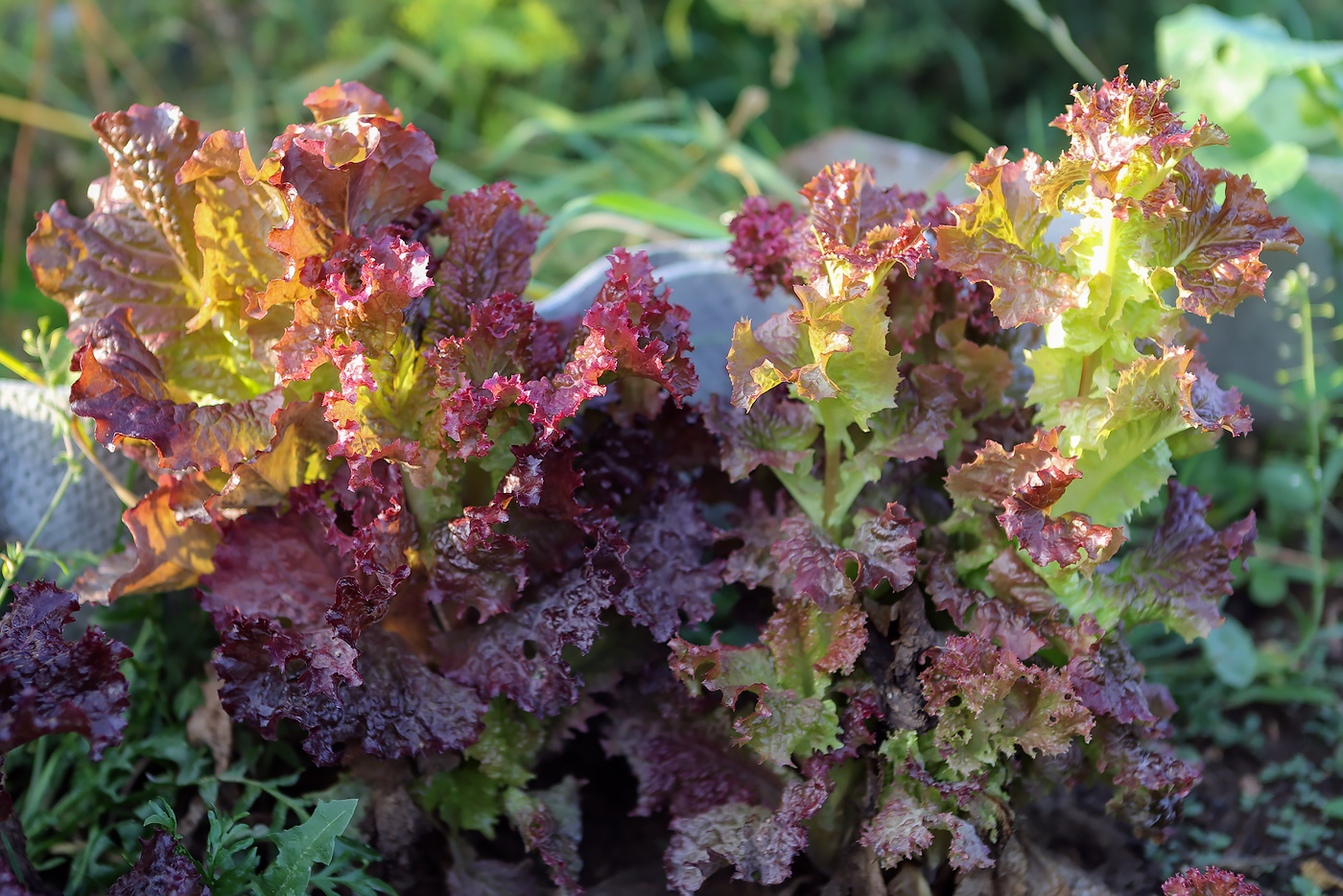 Image of Lactuca sativa specimen.