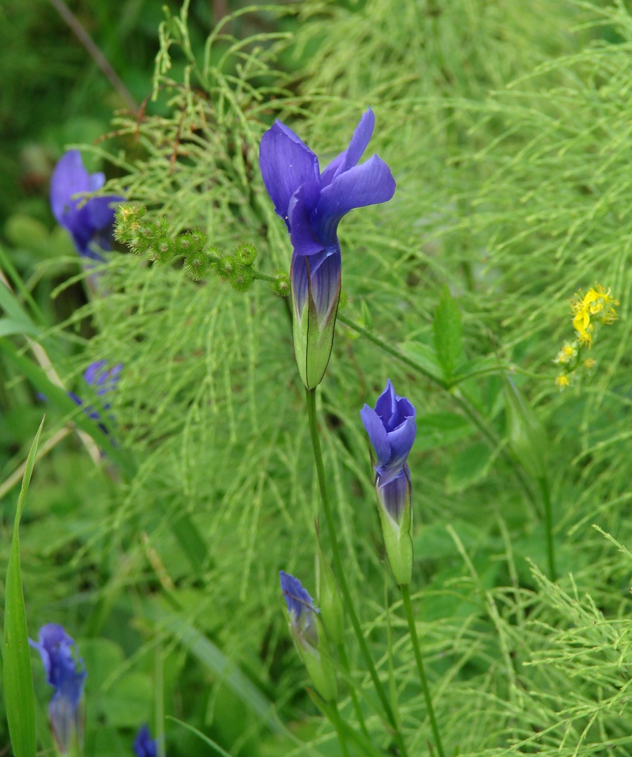 Изображение особи Gentianopsis barbata.