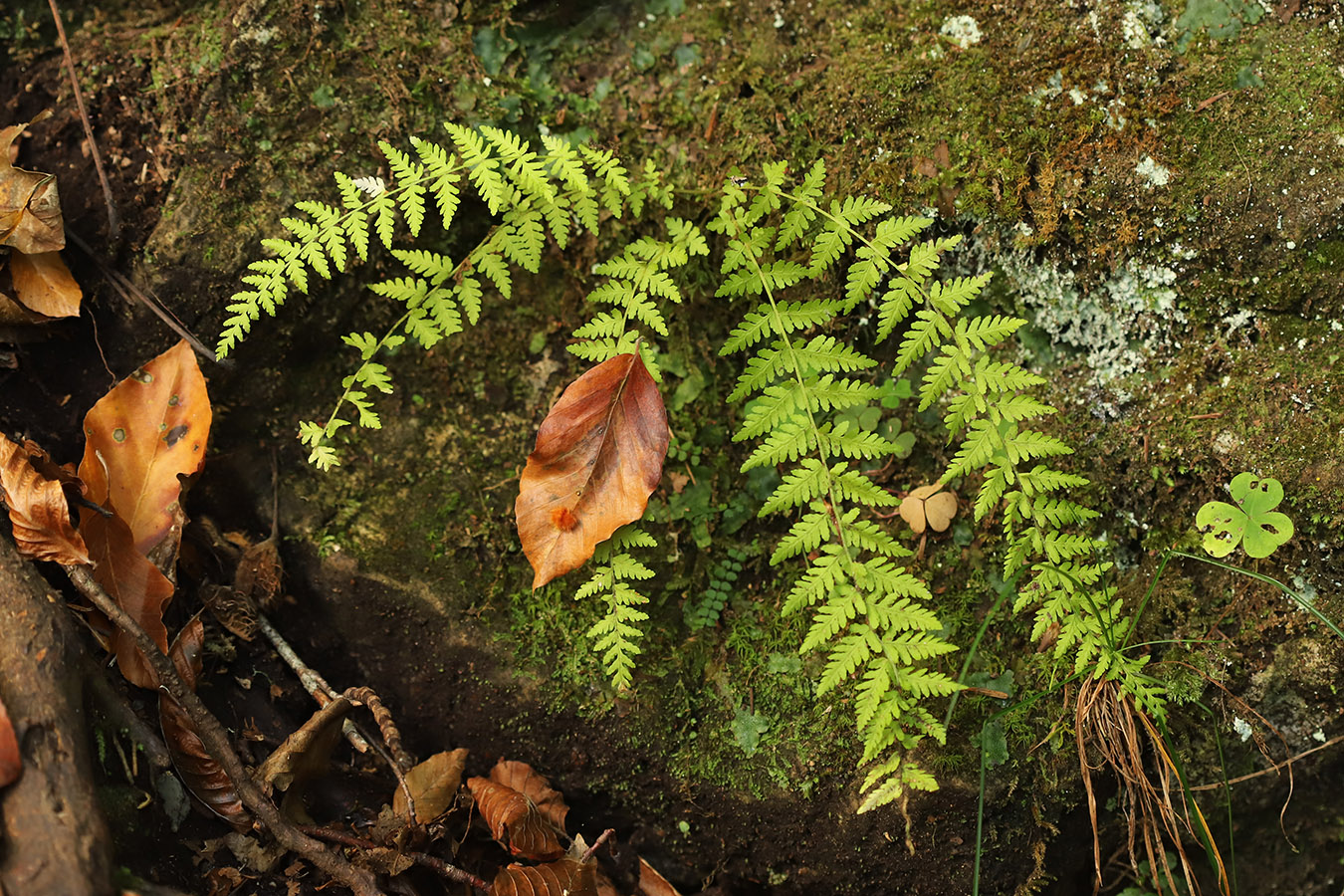 Image of Woodsia caucasica specimen.