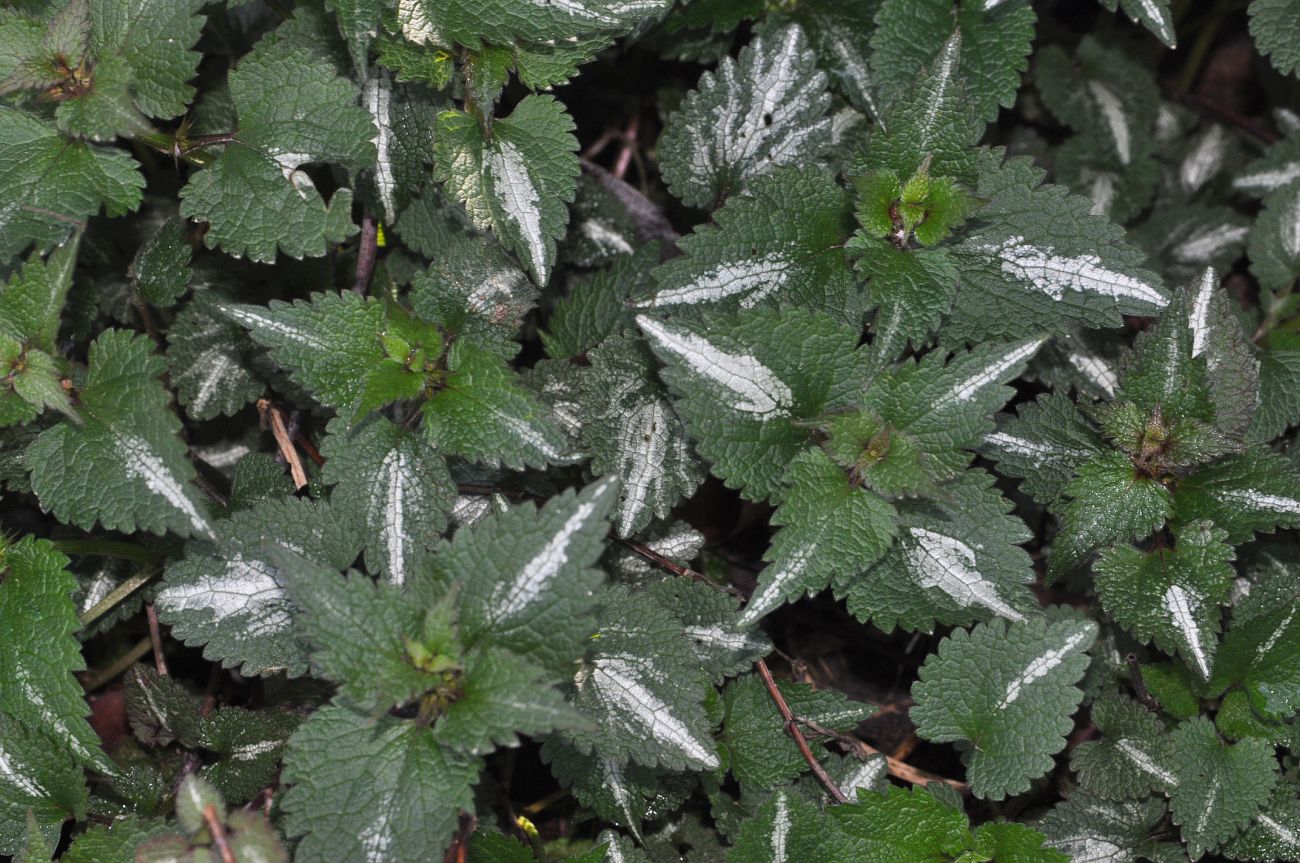 Image of Lamium maculatum specimen.