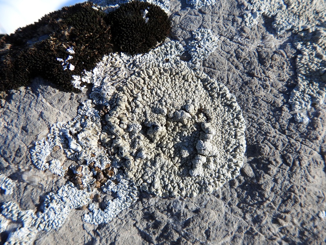 Image of genus Lecanora specimen.