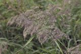 genus Calamagrostis. Верхушка побега с соцветием. Сахалинская обл., Томаринский р-н, окр. пос. Неводское, открытая приморская терраса. 28.07.2017.