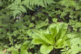 Clintonia udensis