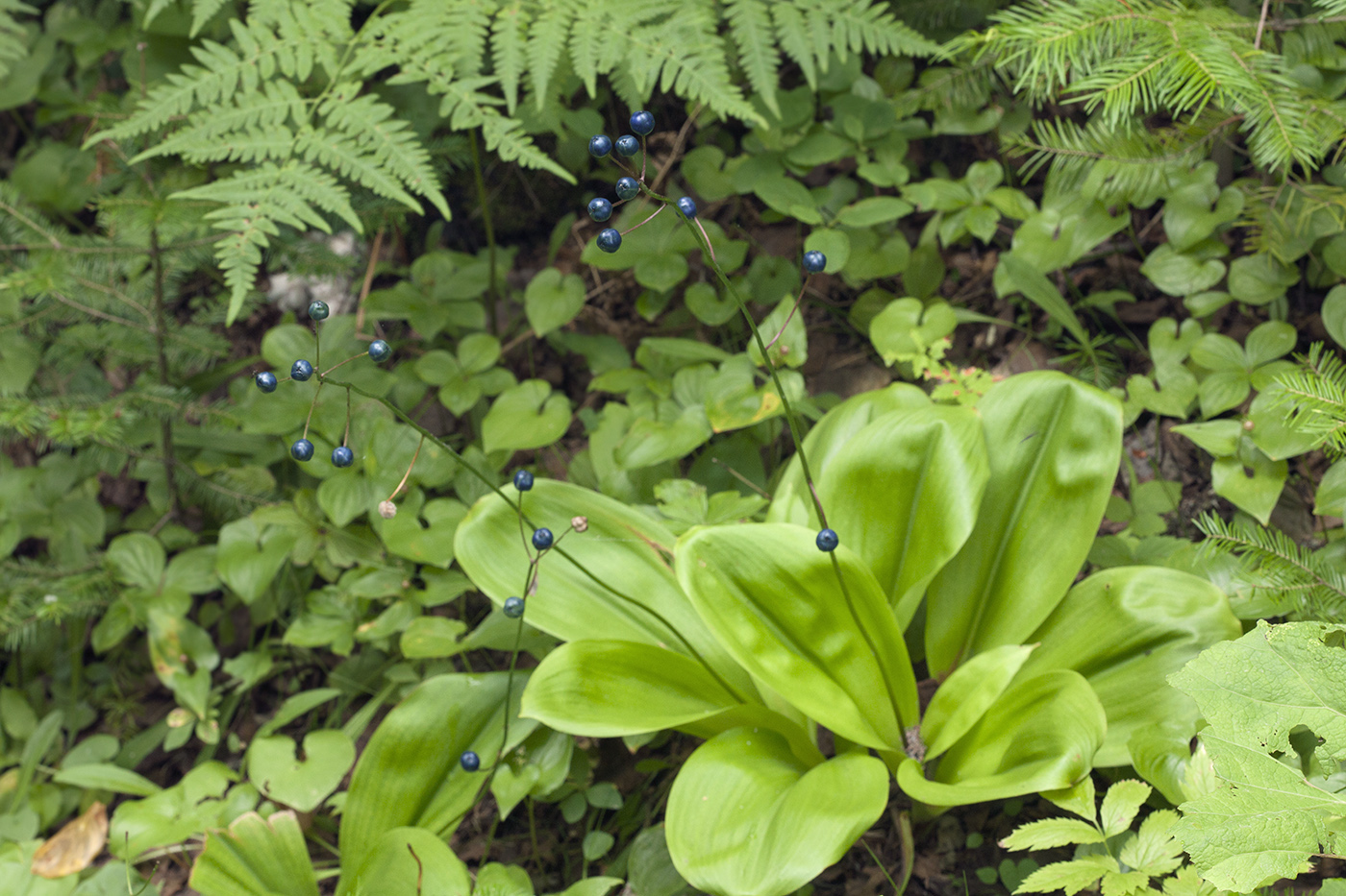 Image of Clintonia udensis specimen.