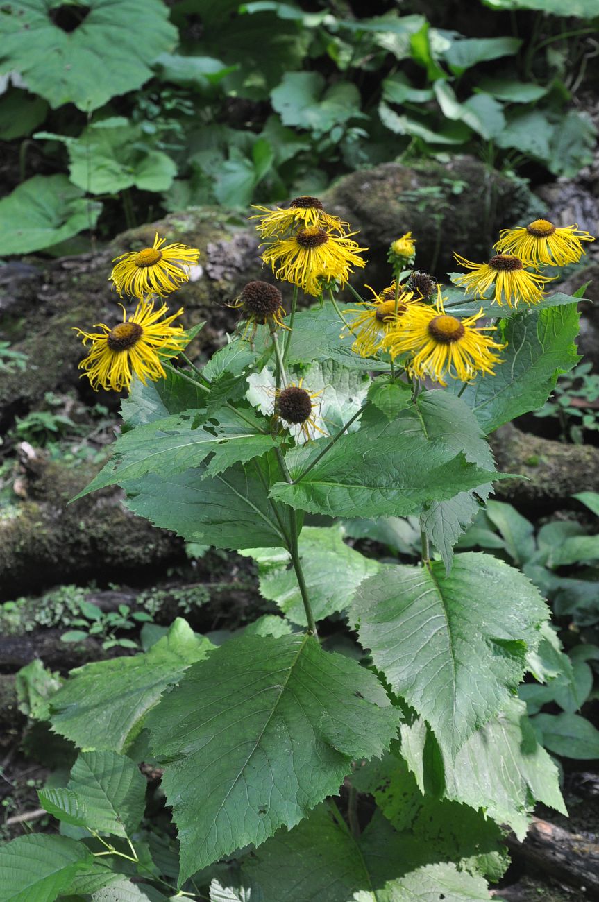 Изображение особи Telekia speciosa.