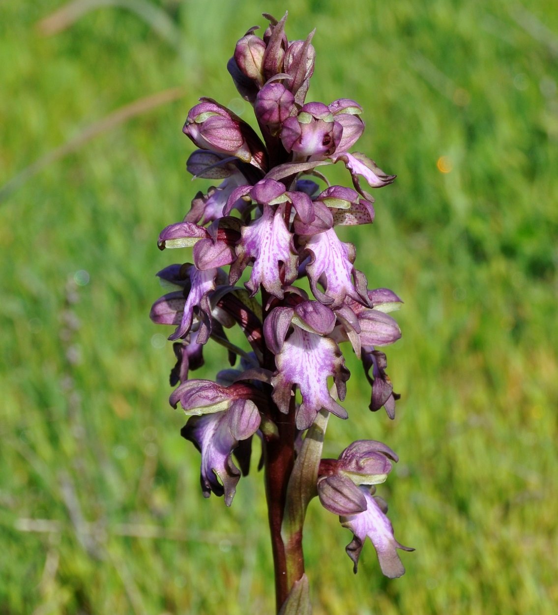 Image of Himantoglossum robertianum specimen.