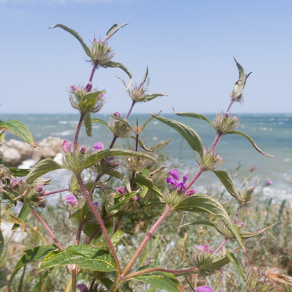 Image of Phlomis pungens specimen.