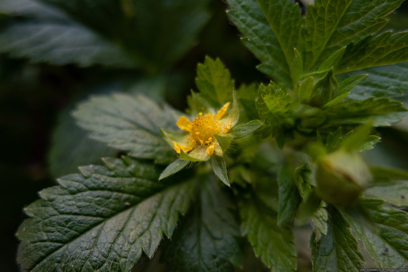 Изображение особи Potentilla norvegica.