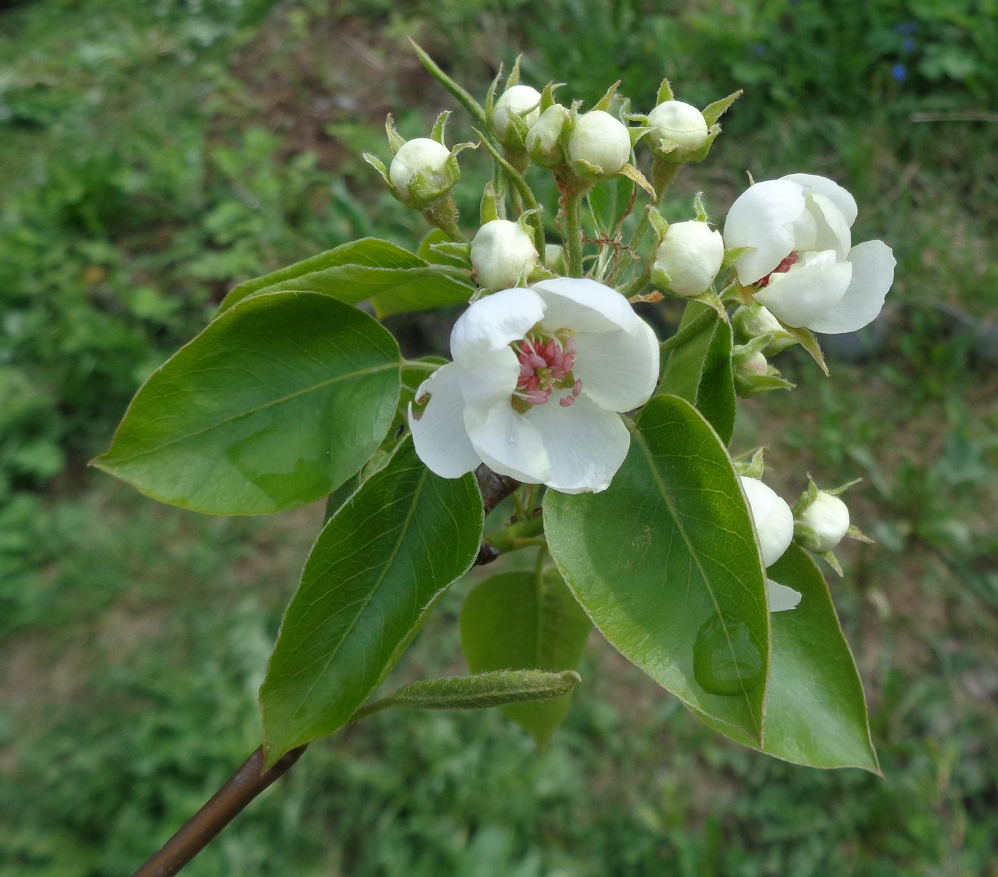 Image of Pyrus communis specimen.